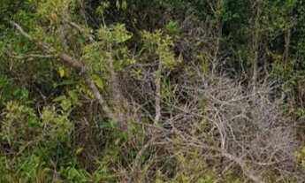 Imagem 2: TERRENO undefined em CAMAÇARI - BA, COQUEIROS DE AREMBEPE (ABRANTES