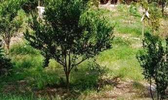 Imagem 6: Fazenda - Sítio - Chácara bairro - bairro Olho D'Água