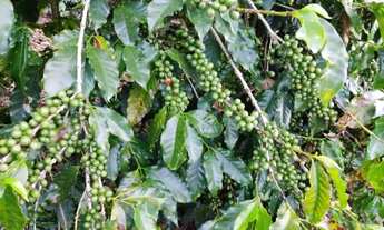 Imagem 6: Sitio com 4 Alqueires com Café