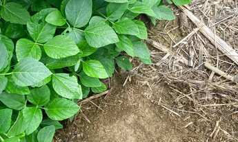 Imagem 3: Fazenda 42 alqueires Itaberaí Goiás