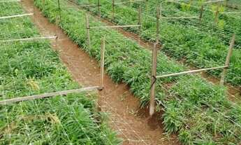 Imagem 5: Fazenda Rancho à Venda no Centro - 3 Dormitórios/Quartos e Área Ampla