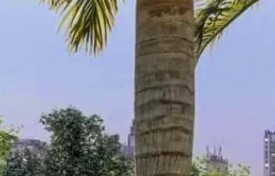 Imagem 3: Apartamento com 3 dormitórios para locação,193.00 m , ZONA 03, MARINGA - PR