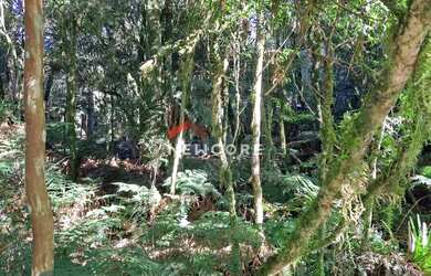 Imagem 5: Lote em rua 21 - Alpes - São Francisco de Paula/RS