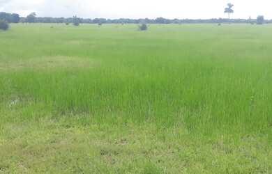Imagem 6: Fazenda à venda com 2.366 Hectares no município de Barra do Garças MT valor 60.000.000,00
