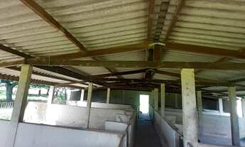 Imagem 6: Vendo Fazenda de 60 hectares região da lagoinha 25km do Gama_DF