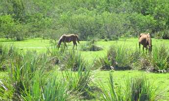 Imagem 6: Porto Alegre - Terreno Padrão - Lami