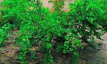 Imagem 5: Casa Casa com 2 dormitórios