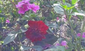 Imagem 5: Linda Chácara-10 km do centro Sjc. Asfaltada- Net - 4 dorm. 1 suite