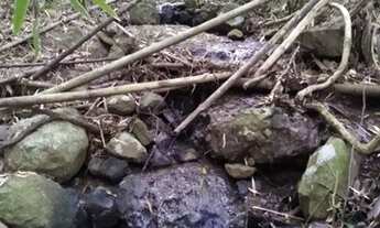 Imagem 3: Chácara de 1 hectare com vertentes pir apenas $$49.900, localizada em Taquara RS!!!