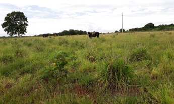 Imagem 5: Vendo excelente sítio com 5 hectares a 5 Km de Bandeirantes - MS