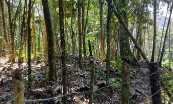 Imagem 7: Terreno para venda em são loureço Excelente para Chácara