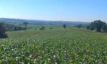 Imagem 6: Area de 27,5 alqueires todo em lavoura