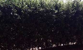 Imagem 5: Vendo Chácara com casa de 3 quartos piscina e arvores frutíferas em Nova Veneza