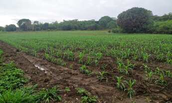 Imagem: Oportunidade de venda. Sítio Palmeropolis