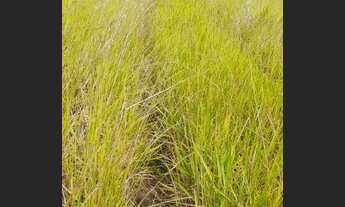 Imagem 6: Fazenda em claraval