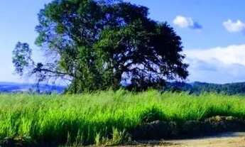 Imagem 3: VENDO TERRENO, ACEITO SEU AUTOMOVEL COMO PARTE DO PAGAMENTO