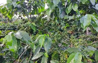 Imagem 5: Sitio com 4 Alqueires com Café