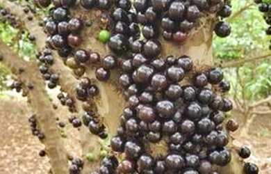 Imagem 2: Belíssima Chácara AMBEV aceita 100% de permuta