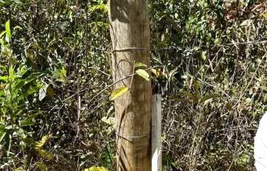 Imagem 4: Chácara em Bonfinópolis. 5mil m2