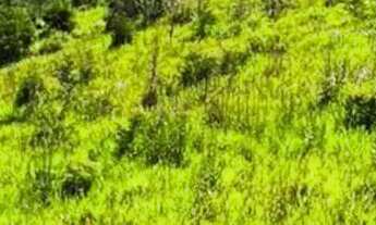 Imagem 5: AS MELHORES OPORTUNIDADES EM LOTES AQUI EM UM LANÇAMENTO EXCLUSIVO! CLIQUE E AGENDE SUA VI