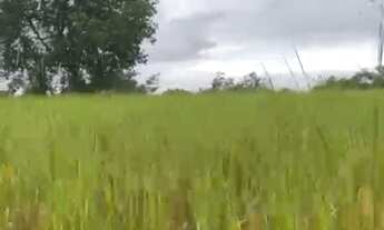 Imagem 5: Fazenda em Lamarao com 330 tarefas de terra