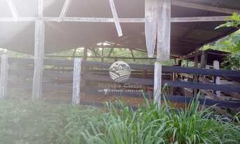 Imagem 7: Machadinho D'Oeste - Sítio - 15 Alqueires