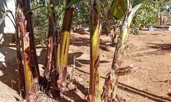 Imagem 2: Terreno de 400 mtrs com barracão de 3 cômodos e banheiro