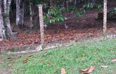 Imagem 4: 12 mil mts sitio com casa alvenaria 300 mil reais