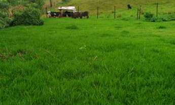 Imagem 4: Fazenda formada 14 ha