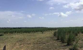 Imagem 4: Área pipa Sibauma plana limpa e com bom potencial de desmembramento