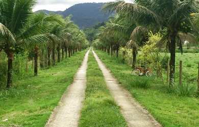 Imagem 2: Fazenda (altamente produtiva) - Silva Jardim