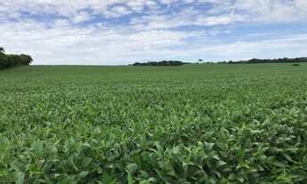 Imagem 4: Lapa - 191 hectares - Alta Produtividade - Plantando 80