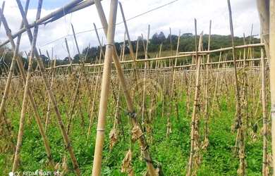 Imagem 3: Chácara com 1 dormitório à venda, 6050 m² por R$ 192.874,00 - Bacaetava - Colombo/PR