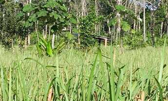 Imagem 7: Excelente Sítio com 150 hectares km 100 sentido Humaitá