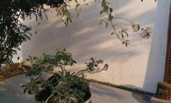 Imagem 3: Vendo casa 4/4 e suíte bairro morada do bosque em cacoal RO