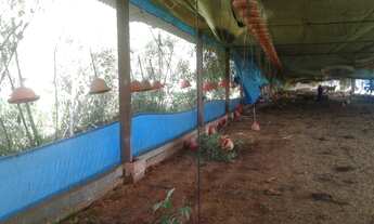 Imagem 5: Sítio/Granja Morungaba/Tuiuti/SP/BR