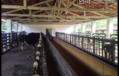 Imagem 5: FAZENDA PORTEIRA FECHADA PRODUZINDO LEITE/CORTE  CUNHA - SP