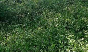 Imagem 6: SÍTIO no PARQUE GUARANI com 0 quartos para VENDA, 75000 m²