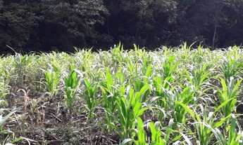 Imagem 2: Lindos Terrenos Loteamento Novo em Picada Café! REF: 410