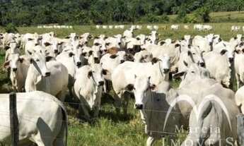 Imagem 2: Fazenda/Sítio/Chácara para venda com 13310000 metros quadrados em Marco Rondon - Pimenta B