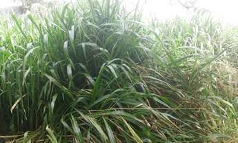 Imagem 7: Excelente Fazenda com 150 hectares em vera cruz estruturada
