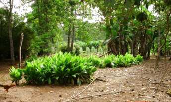 Imagem 4: Excelente Fazenda - Santo Antônio do Descoberto - GO