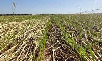 Imagem 3: Fazenda de 389 hectares em Urucuia-MG