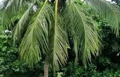 Imagem 7: OPORTUNIDADE PARA INVESTIDOR! Flat Pé na Areia à Venda no Jatiúca Suítes Resort