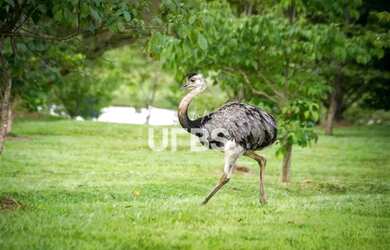 Imagem 7: Lote à venda no Aldeia do Vale Goiânia