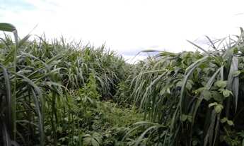 Imagem 2: Fazenda con 25.6 hectares em JUCURUTU estruturada para criação de gado