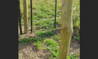 Imagem 2: Fazenda/Sítio/Chácara para venda possui 540000 metros quadrados com 3 quartos