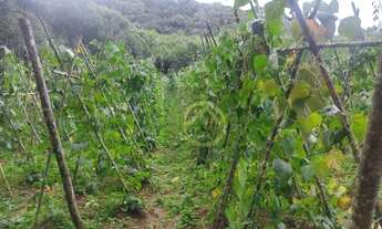 Imagem 6: Chácara com 1 dormitório à venda, 6050 m² por R$ 192.874,00 - Bacaetava - Colombo/PR