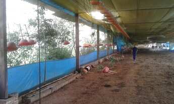 Imagem 6: Sítio/Granja Morungaba/Tuiuti/SP/BR