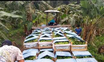 Imagem: Sítio 8 hectares com Produção de Banana